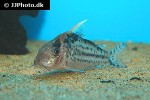 brochis robustus brochis robustus