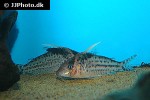 brochis robustus brochis robustus