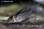 brochis robustus brochis robustus