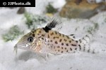 brochis robustus brochis robustus