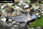 brochis robustus brochis robustus