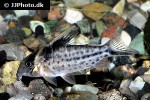 brochis robustus brochis robustus
