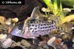 brochis robustus brochis robustus