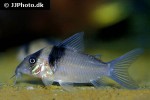brochis virginiae brochis virginiae