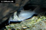 brochis virginiae brochis virginiae