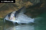 brochis virginiae brochis virginiae