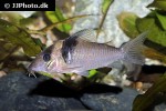 brochis virginiae brochis virginiae