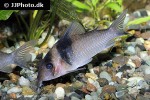 brochis virginiae brochis virginiae
