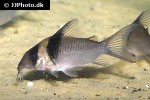 brochis virginiae brochis virginiae