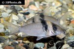 brochis virginiae brochis virginiae
