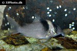 brochis virginiae brochis virginiae