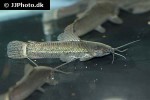 callichthys callichthys callichthys callichthys