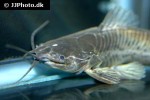 callichthys callichthys callichthys callichthys