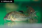 corydoras acutus corydoras acutus