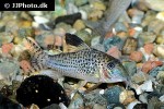 corydoras acutus corydoras acutus