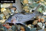 corydoras acutus corydoras acutus