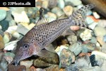 corydoras acutus corydoras acutus