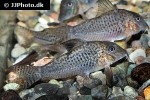 corydoras acutus corydoras acutus