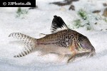 corydoras acutus corydoras acutus