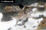 corydoras acutus corydoras acutus