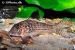 corydoras acutus corydoras acutus