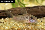 corydoras albolineatus corydoras albolineatus
