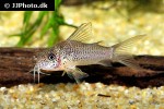 corydoras albolineatus corydoras albolineatus