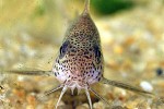 corydoras albolineatus corydoras albolineatus