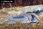 corydoras amapaensis corydoras amapaensis