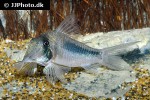corydoras amapaensis corydoras amapaensis