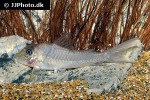 corydoras amapaensis corydoras amapaensis