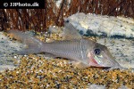 corydoras amapaensis corydoras amapaensis