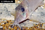 corydoras amapaensis corydoras amapaensis