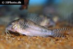 corydoras aurofrenatus corydoras aurofrenatus