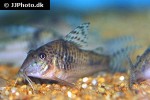 corydoras aurofrenatus corydoras aurofrenatus