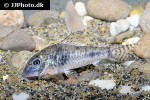 corydoras aurofrenatus corydoras aurofrenatus