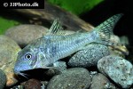 corydoras aurofrenatus corydoras aurofrenatus