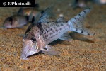 corydoras blochi corydoras blochi