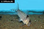 corydoras blochi corydoras blochi