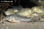 corydoras carlae corydoras carlae