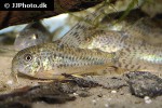 corydoras carlae corydoras carlae