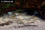 corydoras carlae corydoras carlae
