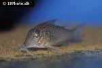 corydoras cervinus corydoras cervinus