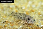 corydoras cochui corydoras cochui