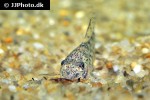 corydoras cochui corydoras cochui