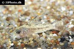 corydoras cochui corydoras cochui