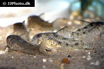 corydoras cochui corydoras cochui