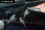 corydoras cochui corydoras cochui