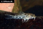 corydoras cochui corydoras cochui