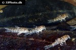 corydoras cochui corydoras cochui